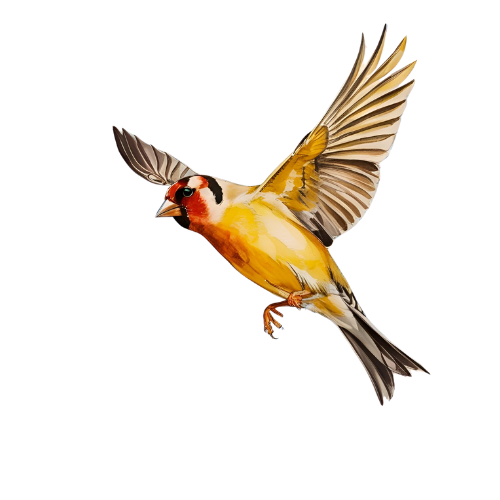 Wealthy Goldfinch